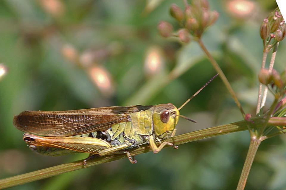 Stauroderus scalaris